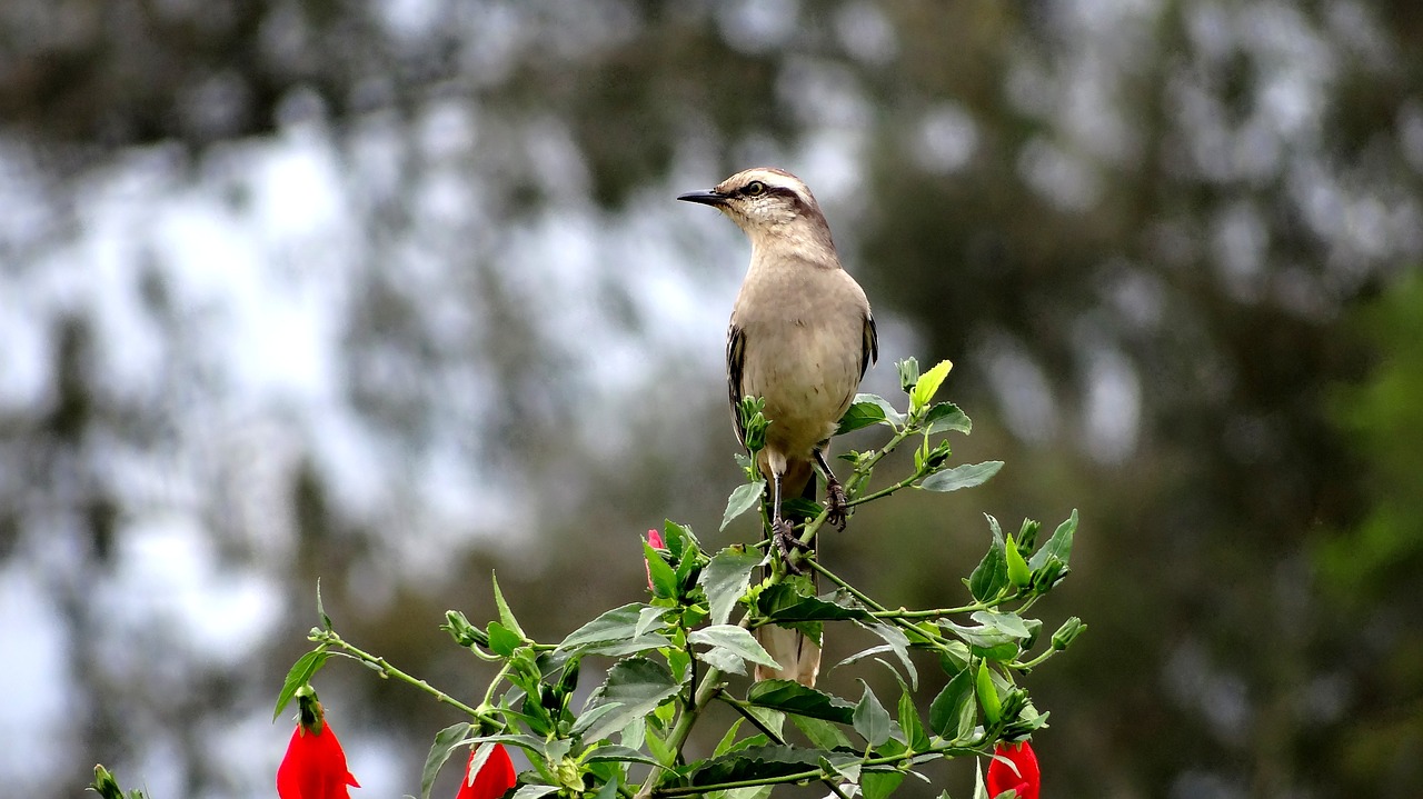 Image - bird haughtiness sovereignty domain