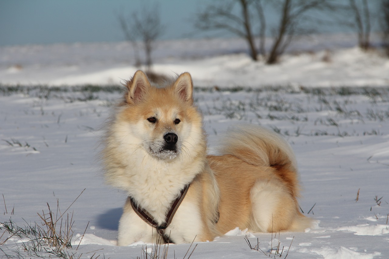 Image - dog eurasians animal photo pet