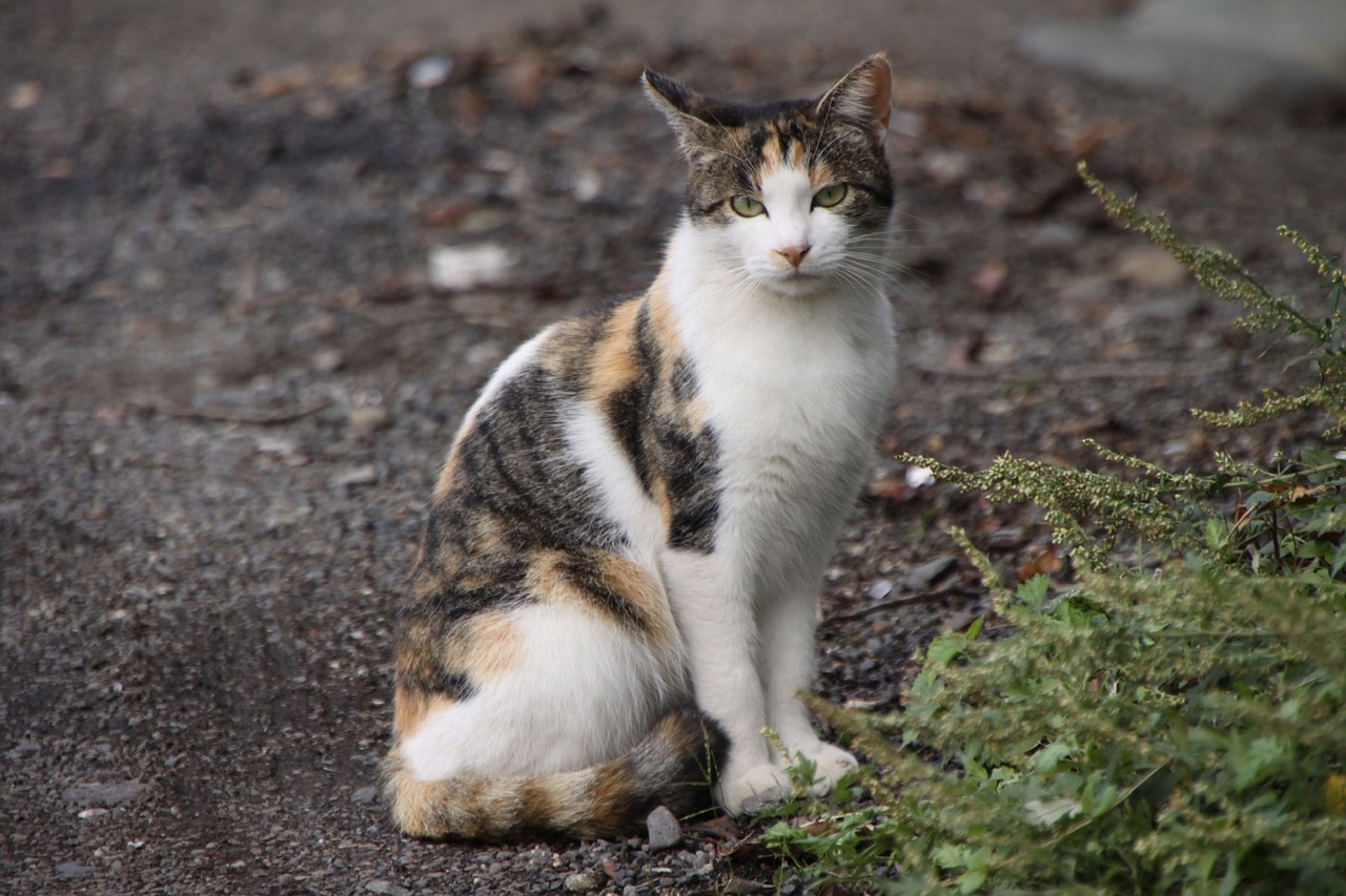 Image - cat portrait domestic cute pet