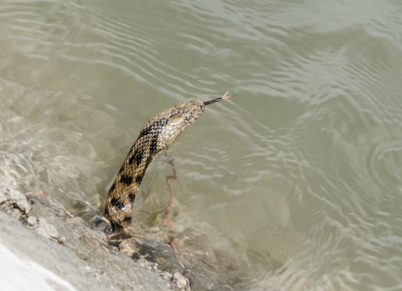 Image - snake water animal nature reptile