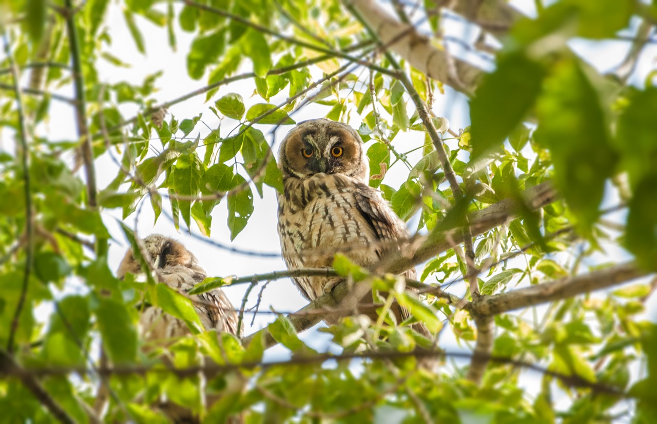 Image - owl tree bird animal branch wild