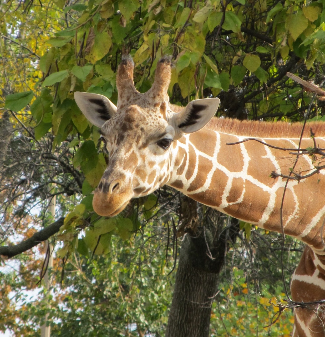Image - giraffe head zoo neck wildlife