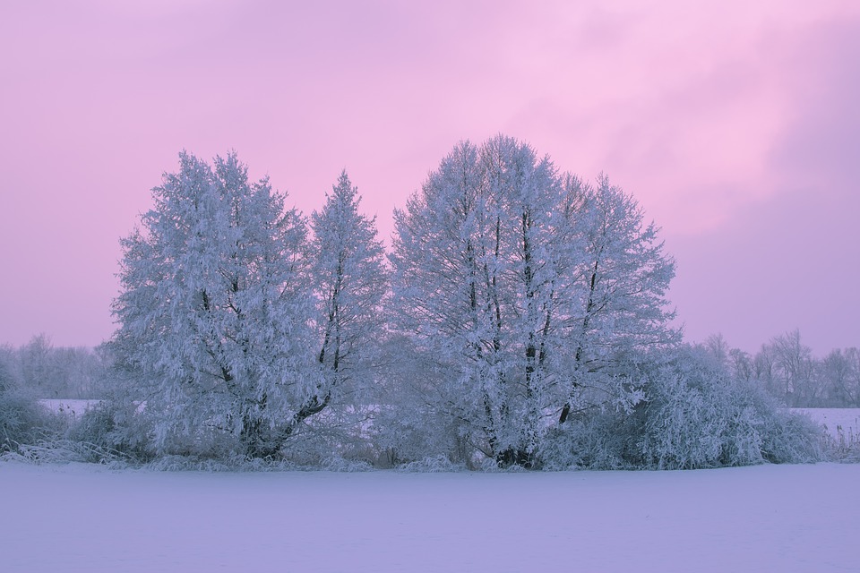 Image - trees snow winter nature icing