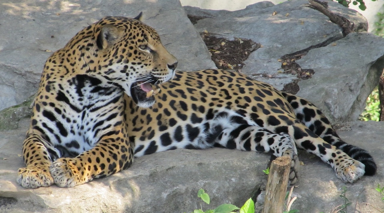 Image - jaguar big cat feline mammal