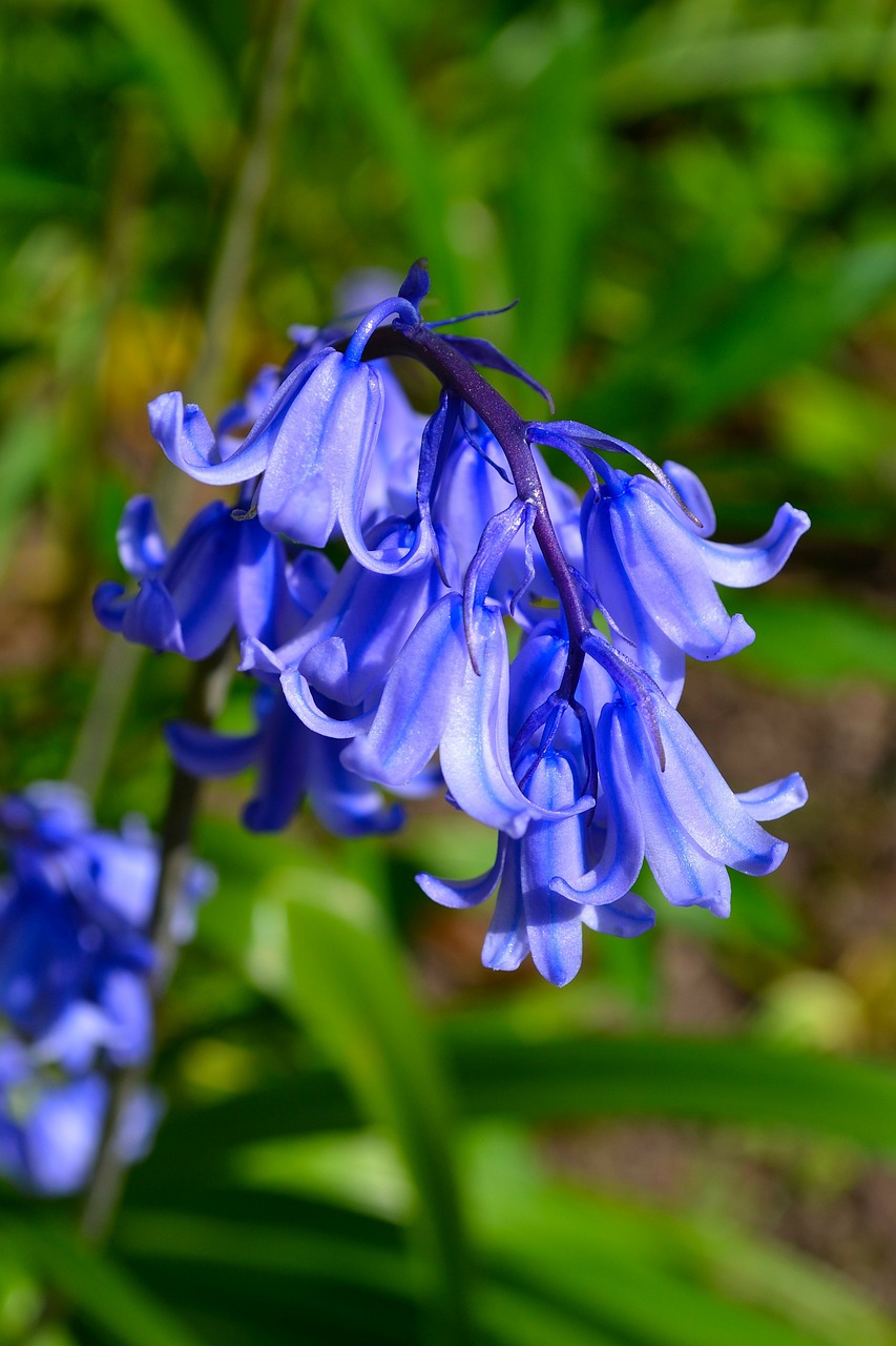 Image - bluebell bluebells flowers season