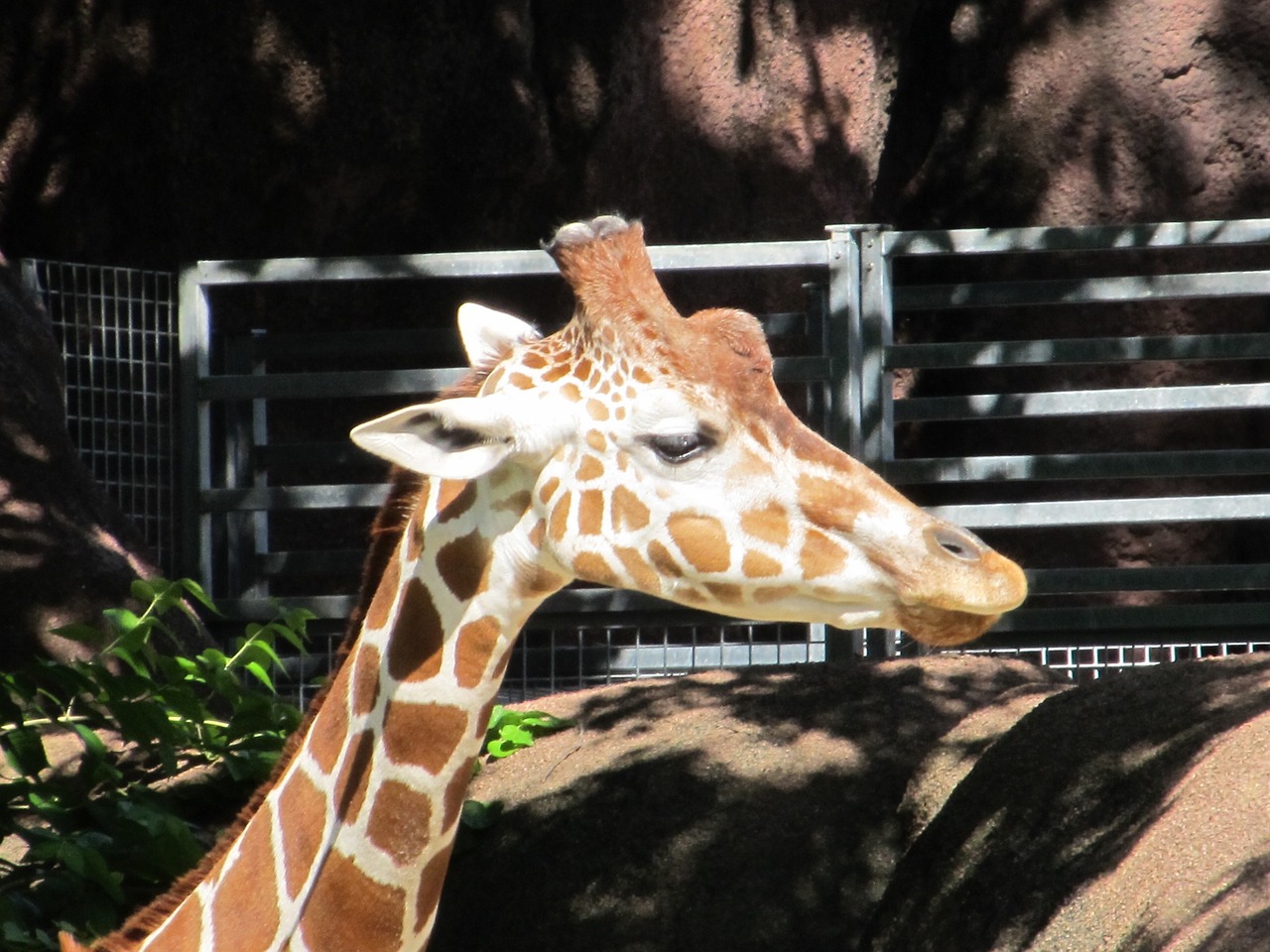 Image - giraffe head zoo neck wildlife