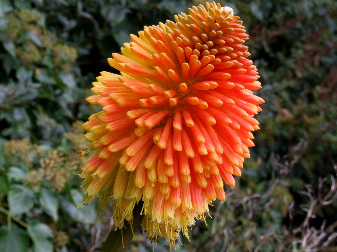 Image - redhotpoker flower red yellow