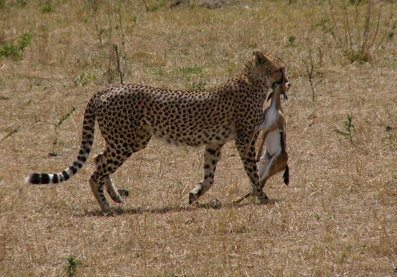 Image - cheetah kenya