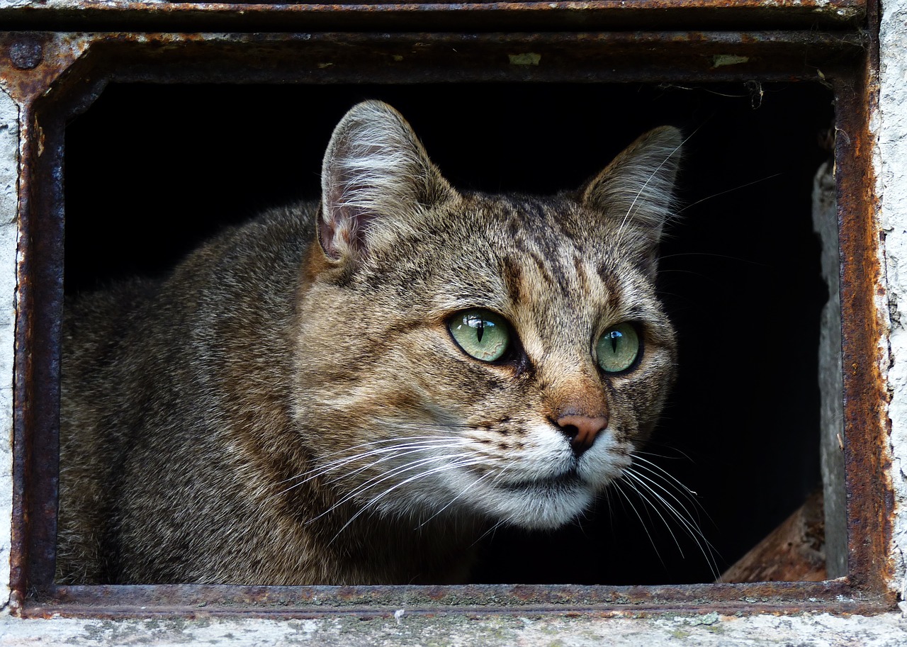 Image - cat animal domestic cat tomcat fur