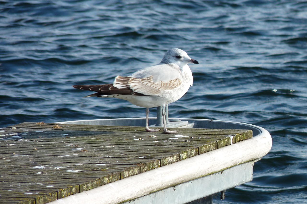 Image - masuria lake seagull bird white