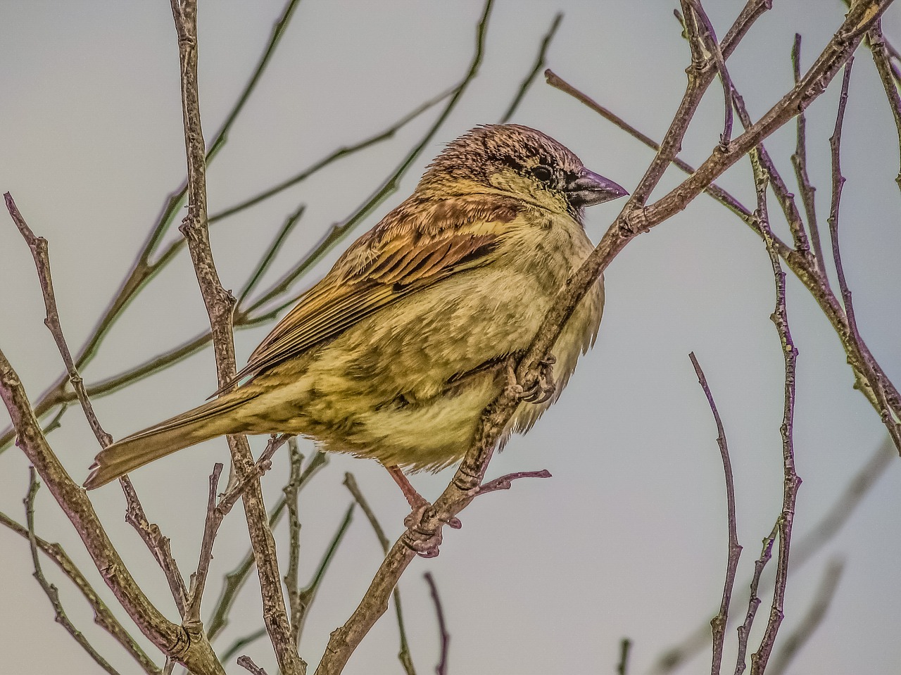 Image - sparrow branch tree nature