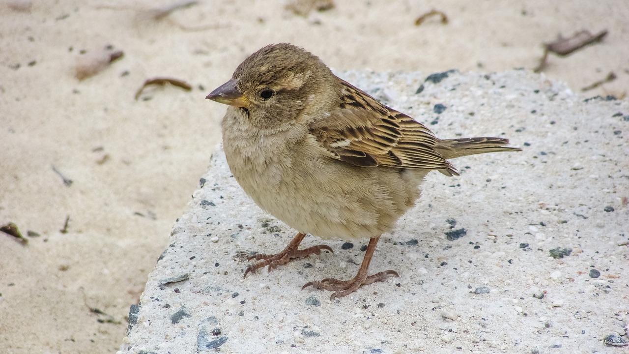 Image - sparrow cute looking beach
