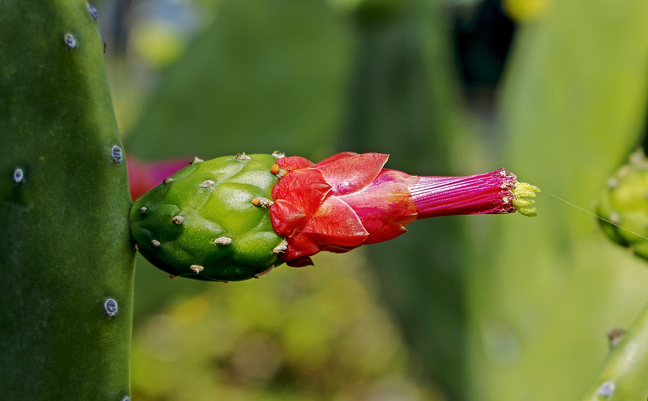 Image - consolea moniliformis cactus flower