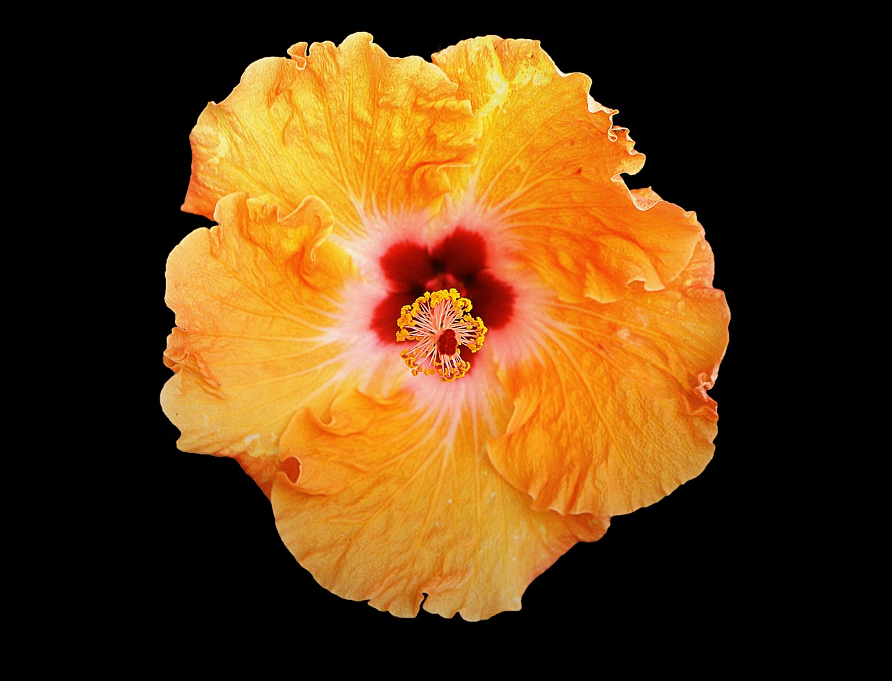 Image - hibiscus petals stamen pistil