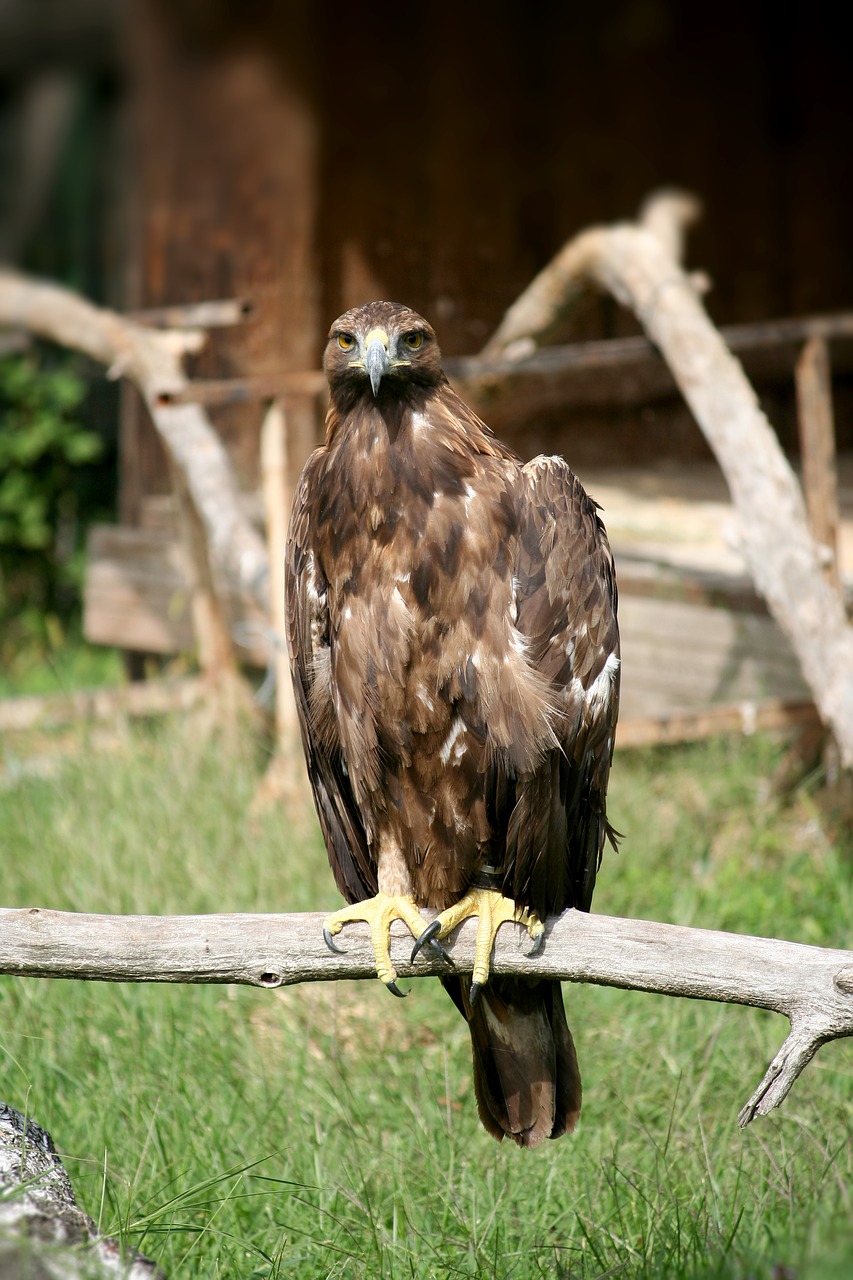 Image - aquila predator feathers laying