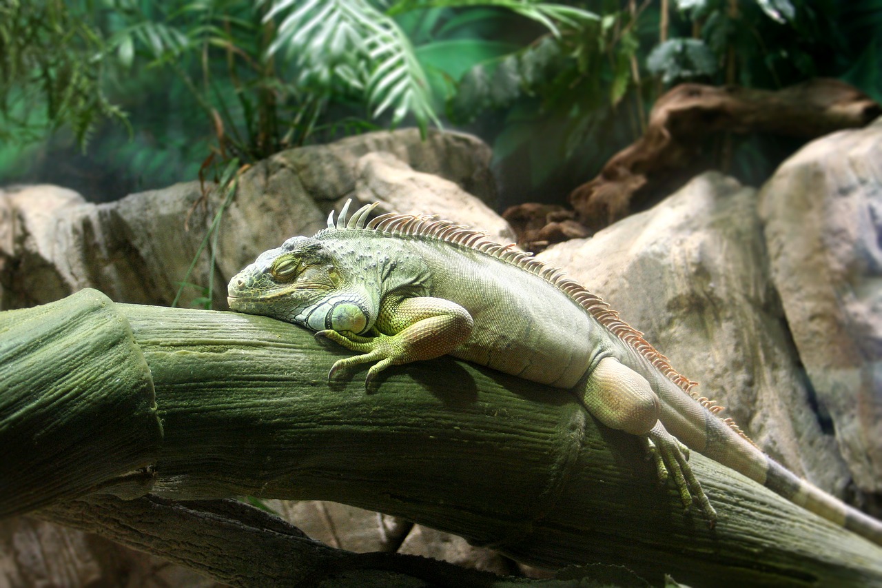 Image - iguana animal nature tranquility