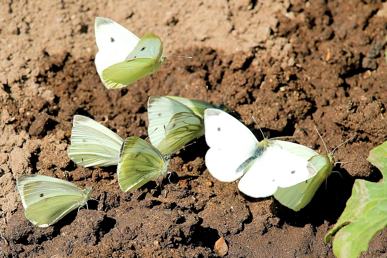 Image - butterfly butterflies