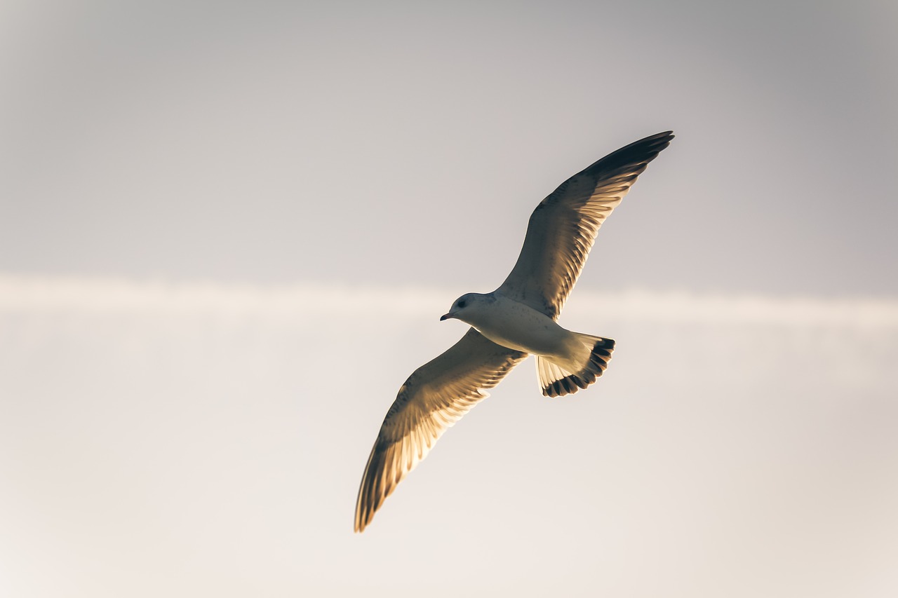 Image - bird seagull seevogel gull