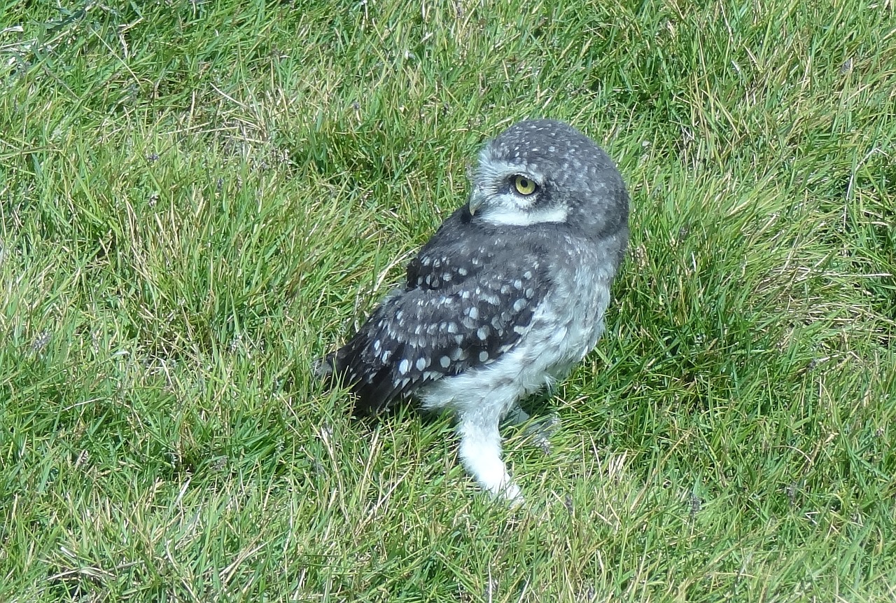 Image - bird owl spotted owlet athene brama