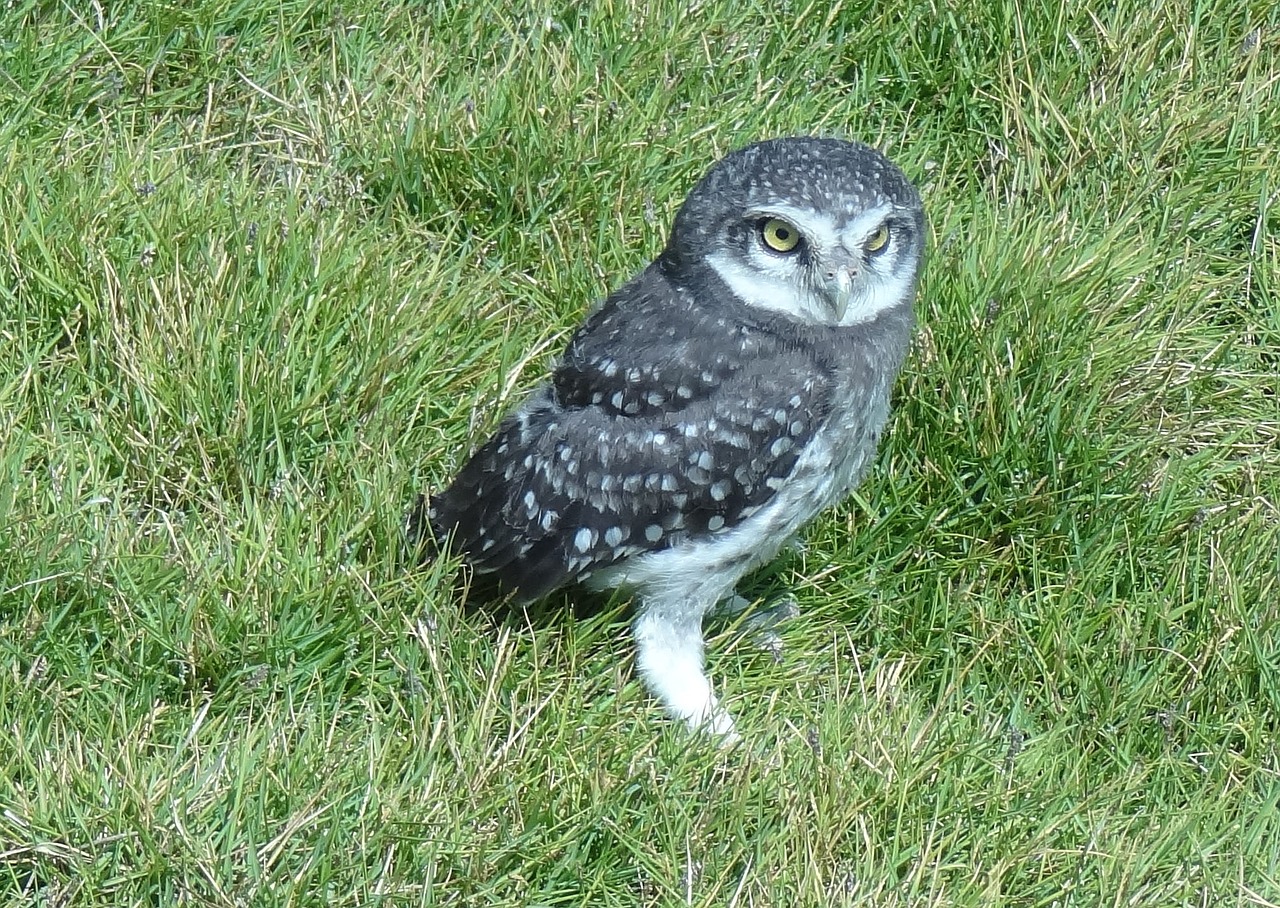 Image - bird owl spotted owlet athene brama