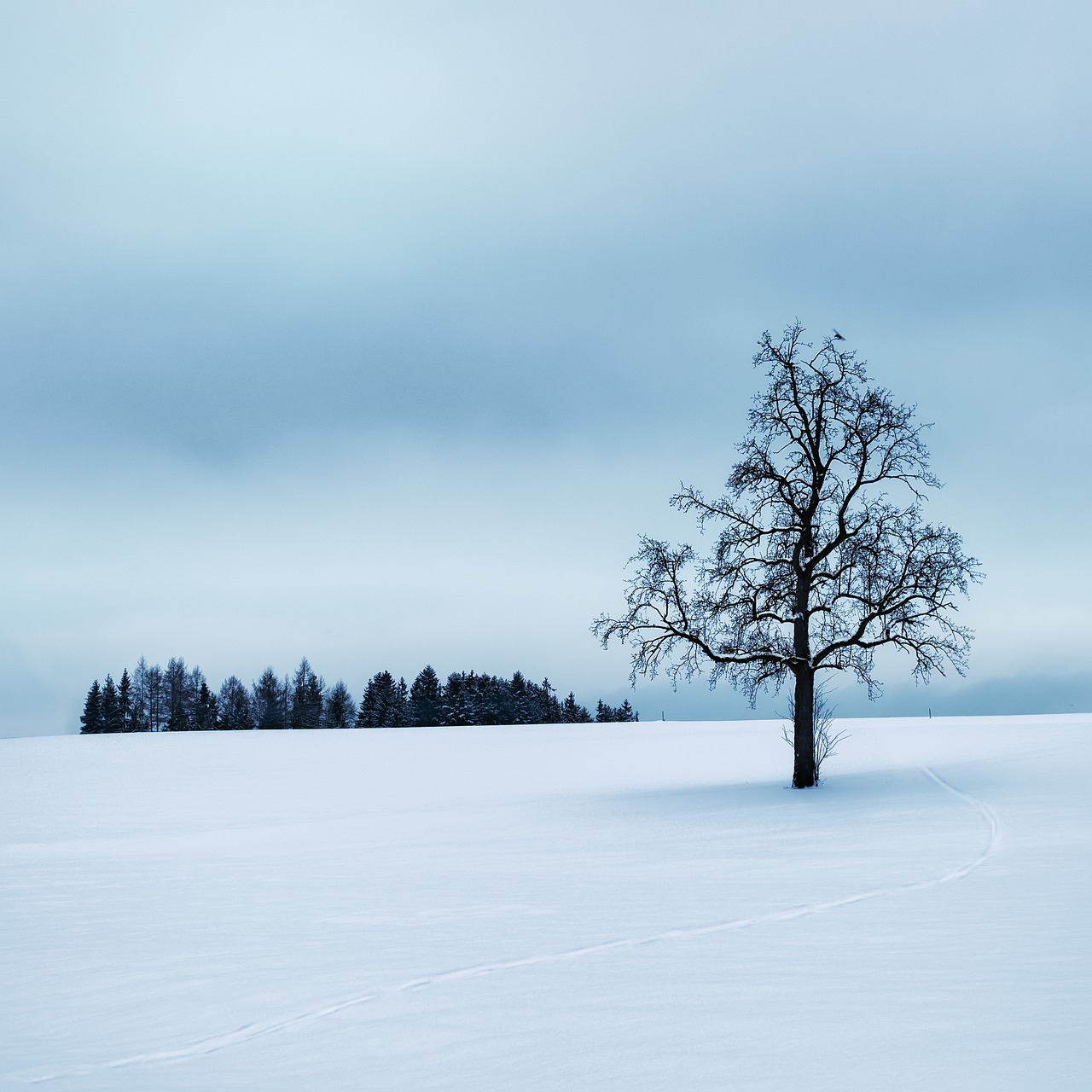 Image - wintry tree silent snow winter