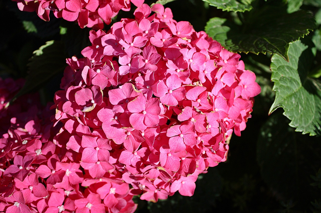 Image - hydrangea a flower garden