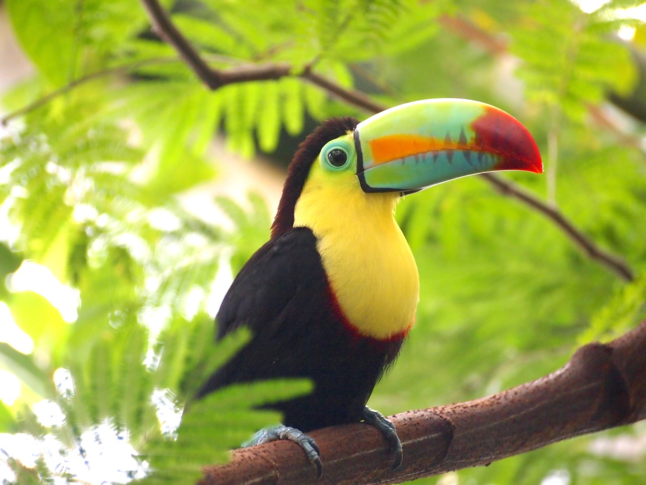 Image - toucan bird nature animal colorful