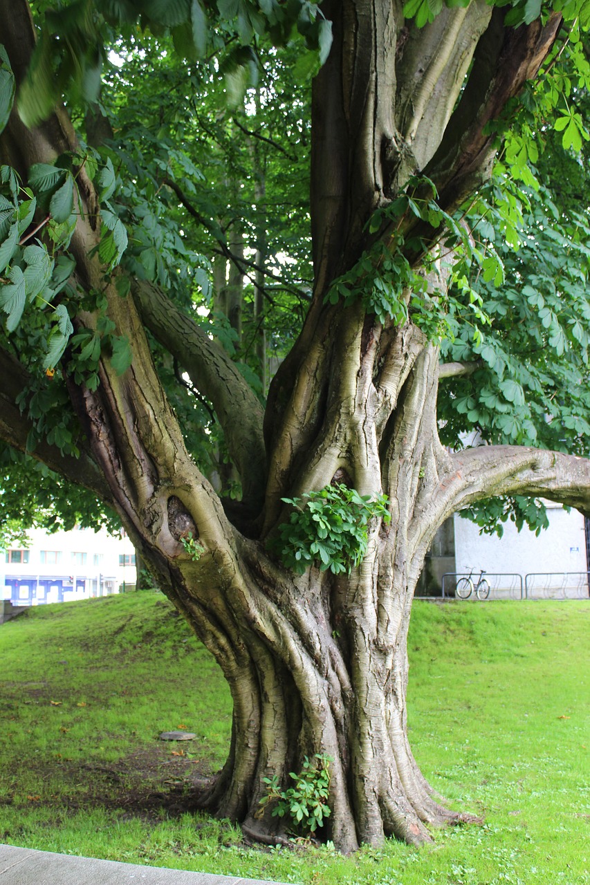 Image - tree nature landscape old romantic