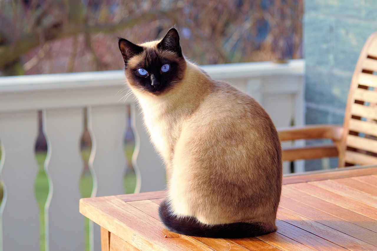 Image - cat siamese cat fur kitten