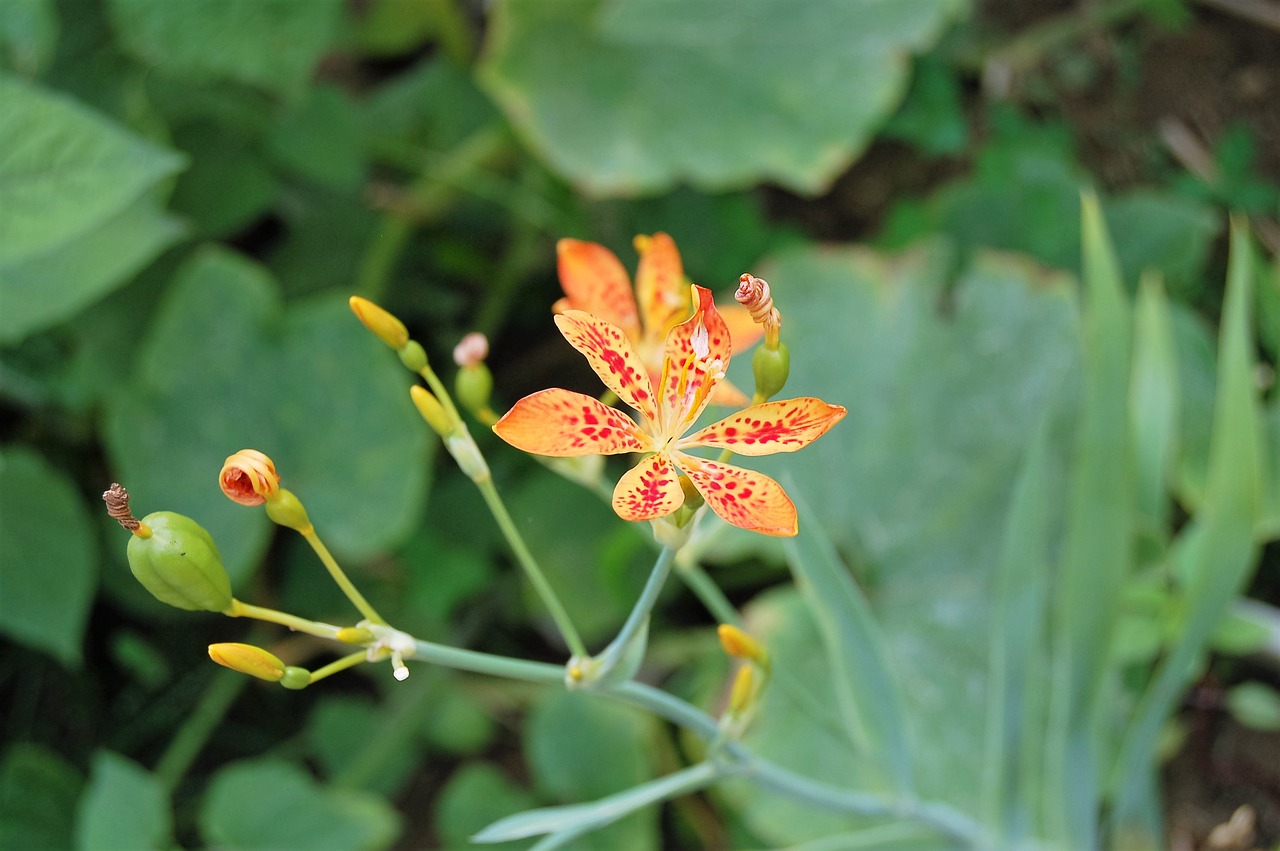 Image - angínovník flower plants