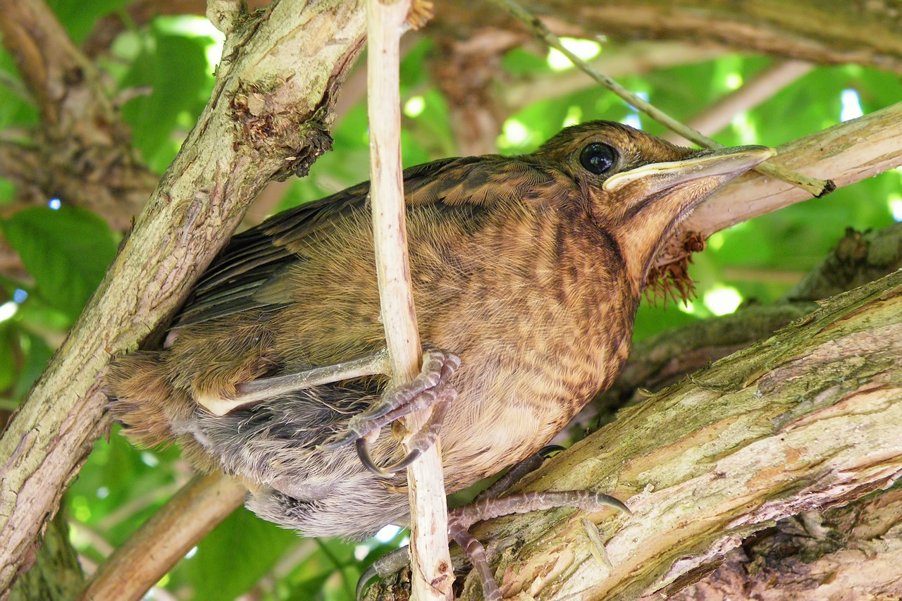 Image - young blackbird nice branches bird