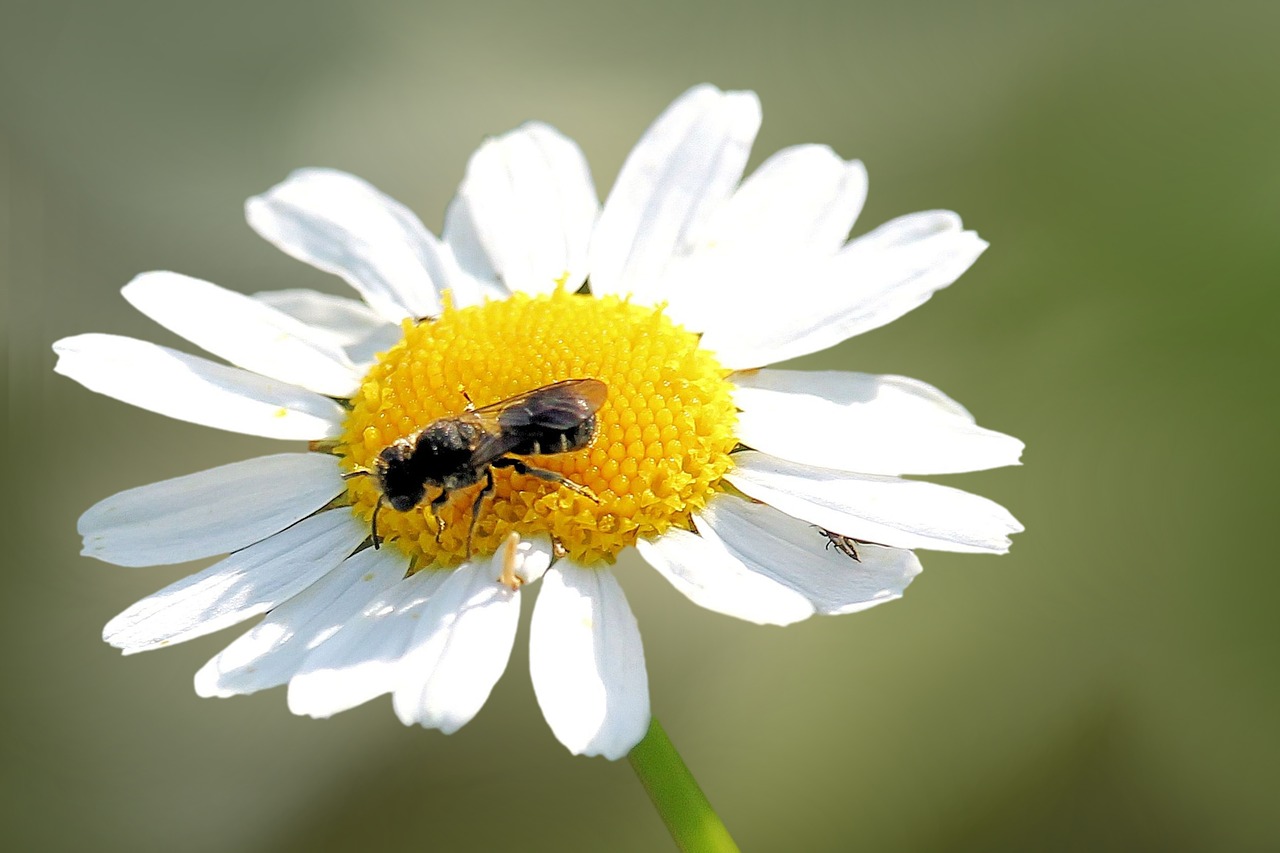 Image - flower blossom bloom insect white