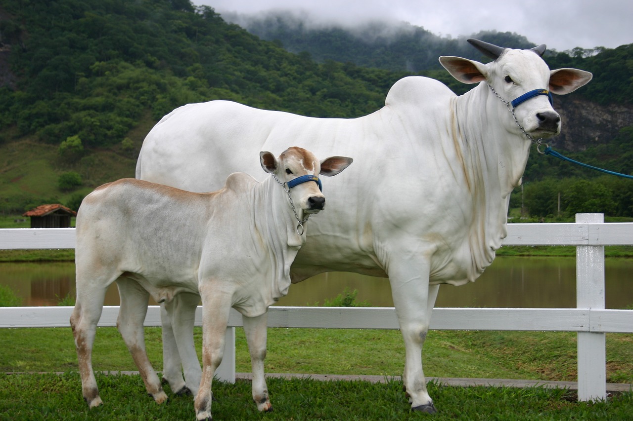 Image - cow calf nellore creation veal