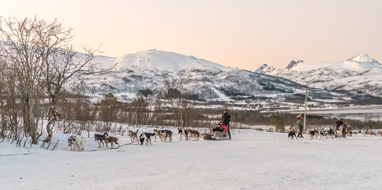 Image - dog sledding kirkenes norway