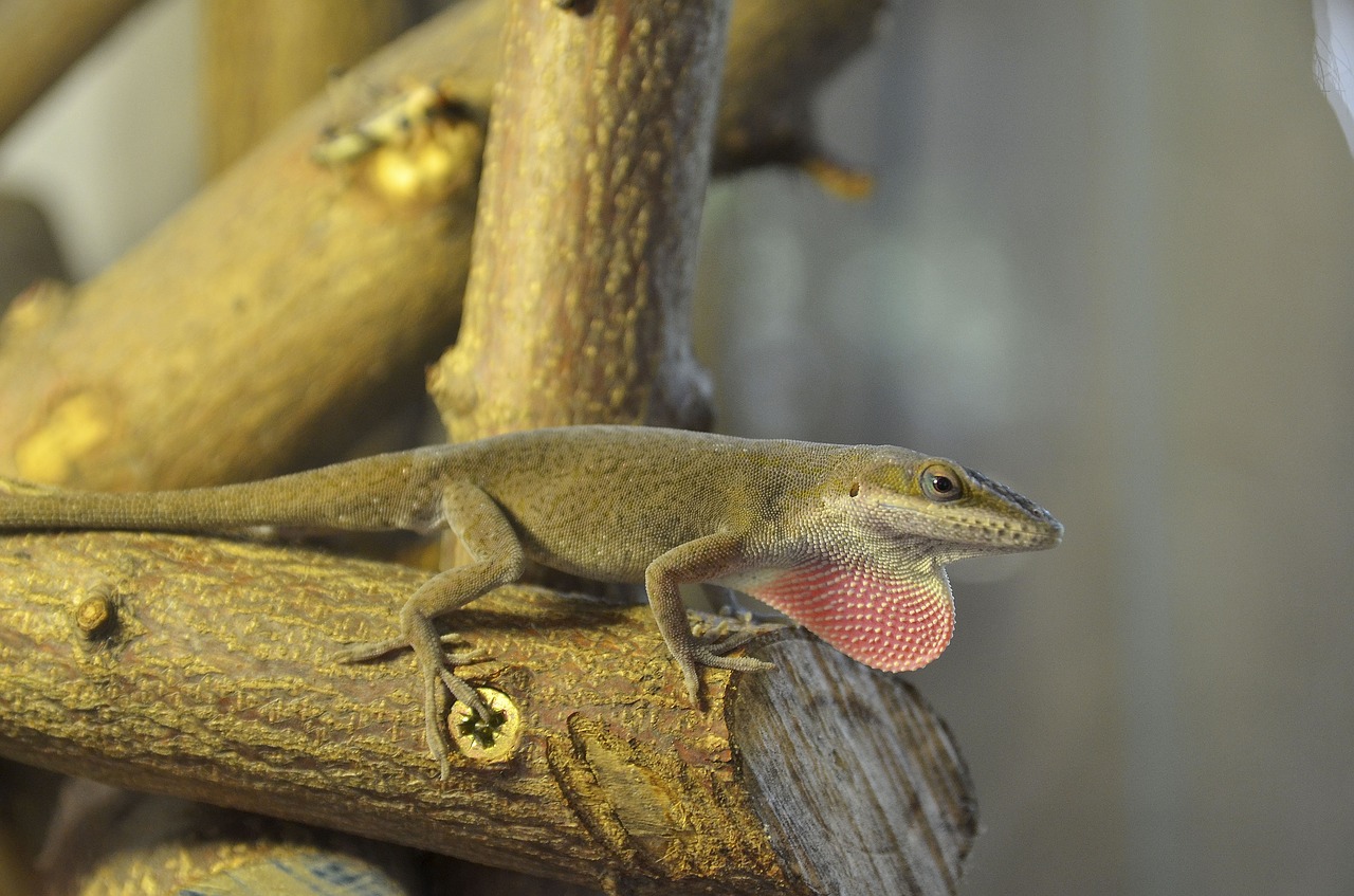 Image - carolina anole anolis males