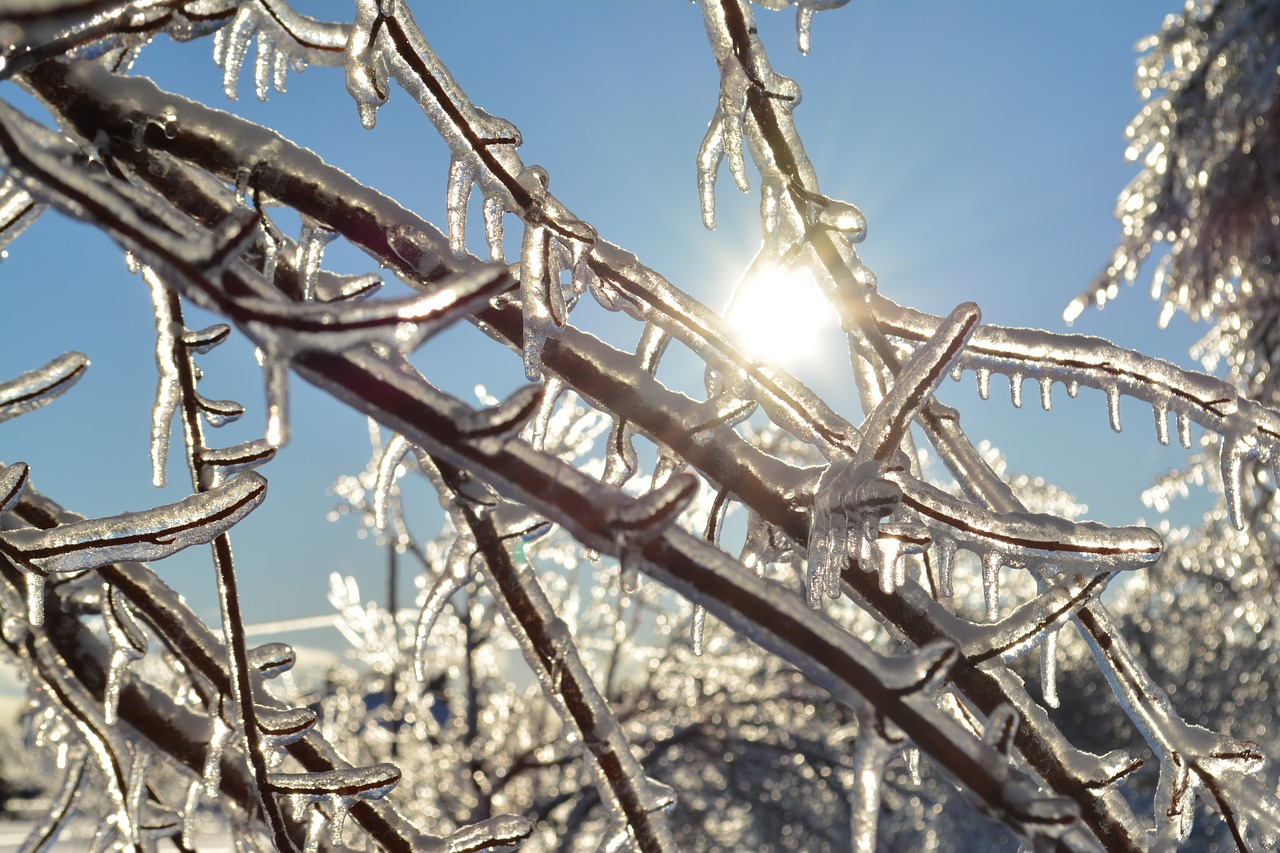 Image - sun winter branch ice canada snow