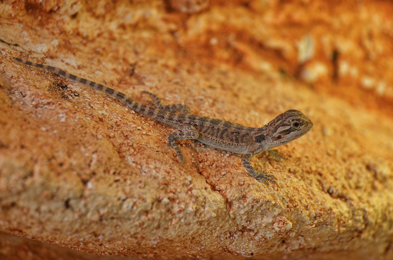 Image - bearded dragon young animal pogona