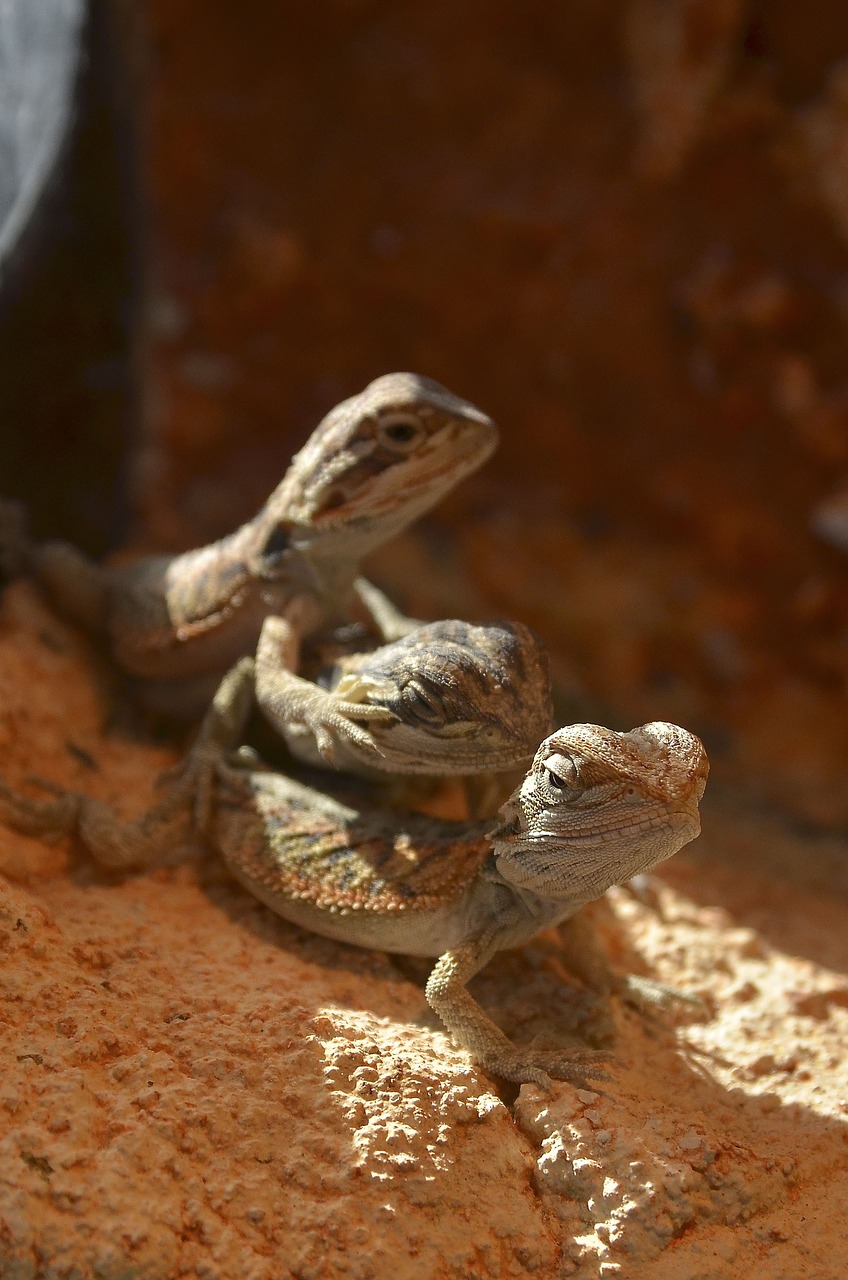 Image - bearded dragons babies young animals