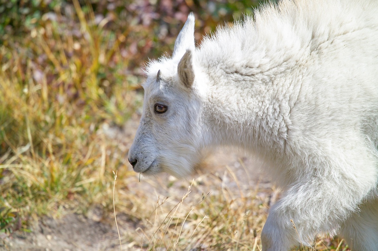 Image - mountain goat kid mammal wild