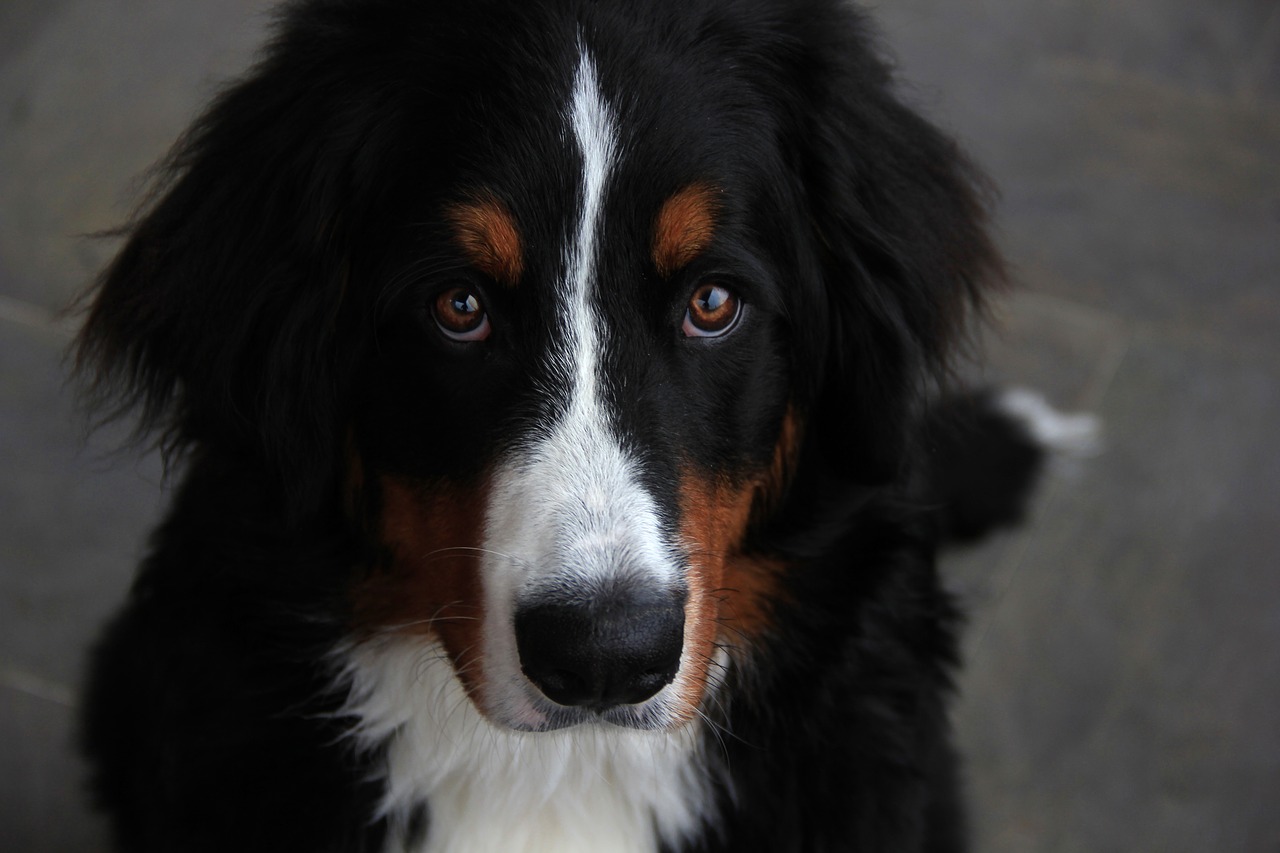 Image - dog bouvier mountain pet bernese