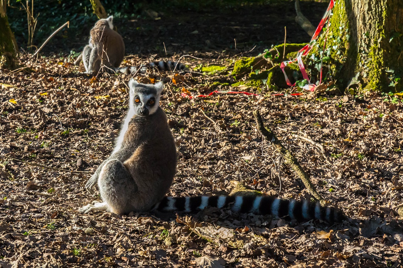 Image - lemur primate staring animal