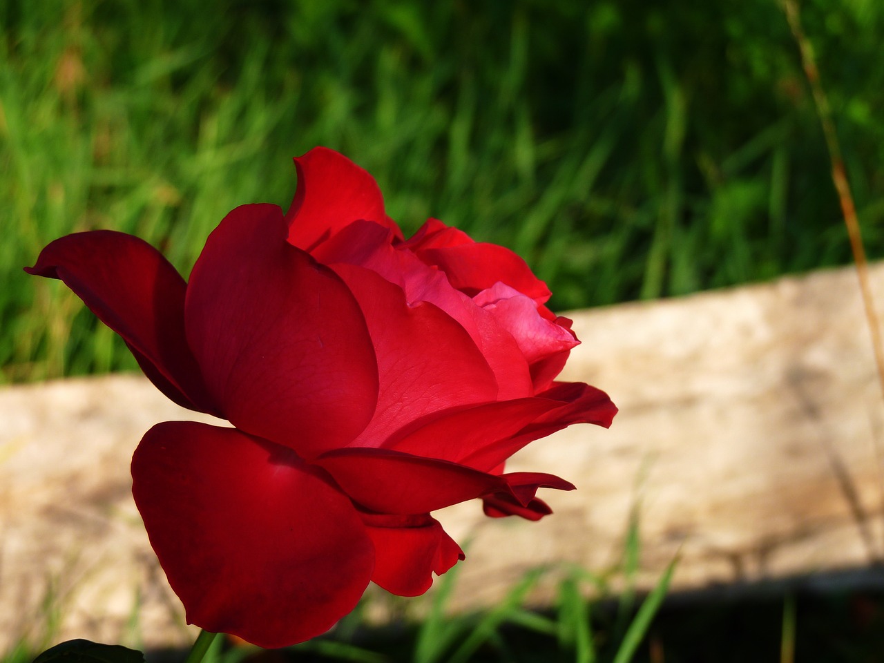 Image - rose flower nature macro