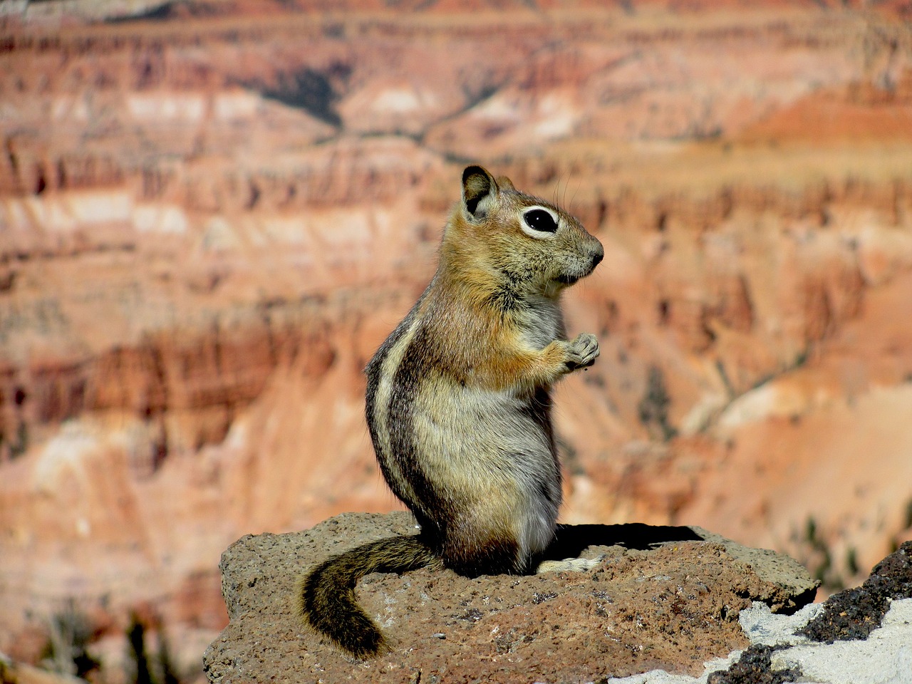 Image - golden mantled ground squirrel