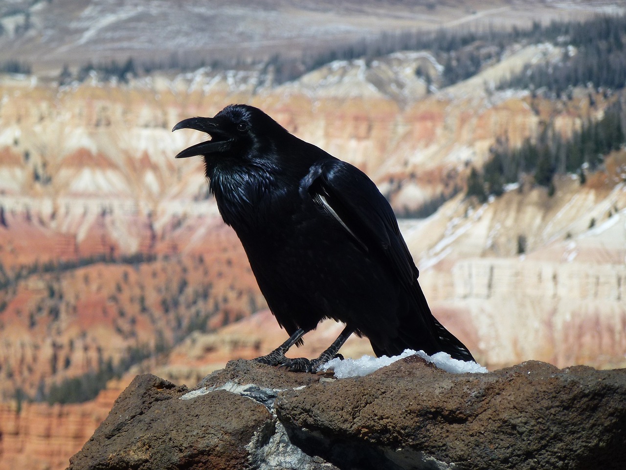 Image - raven bird wildlife nature looking