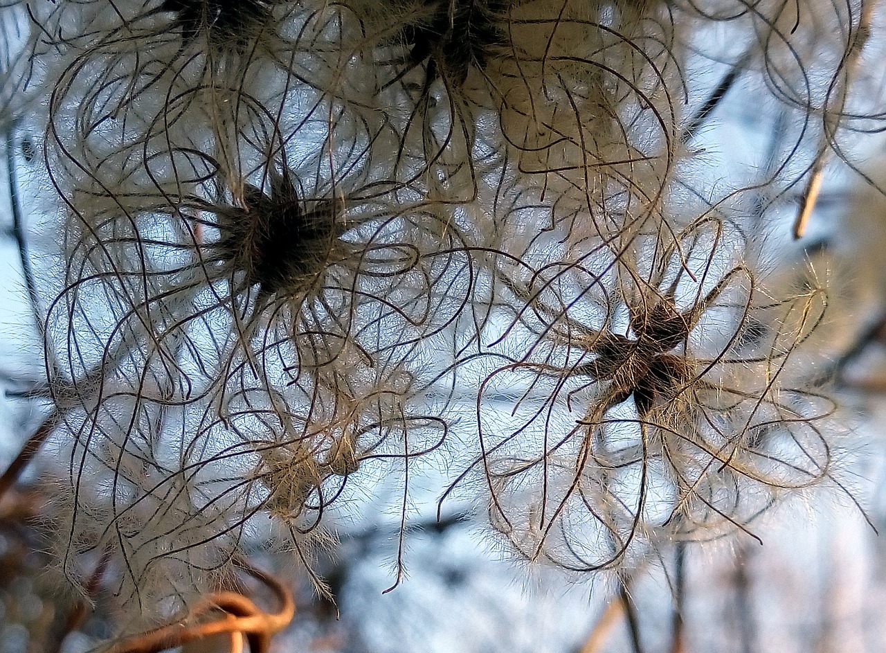 Image - grass winter sky blue wild plant