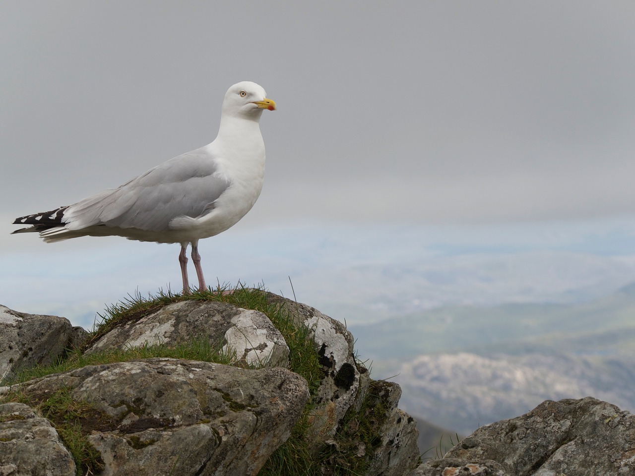 Image - seagull wales outdoors mountain