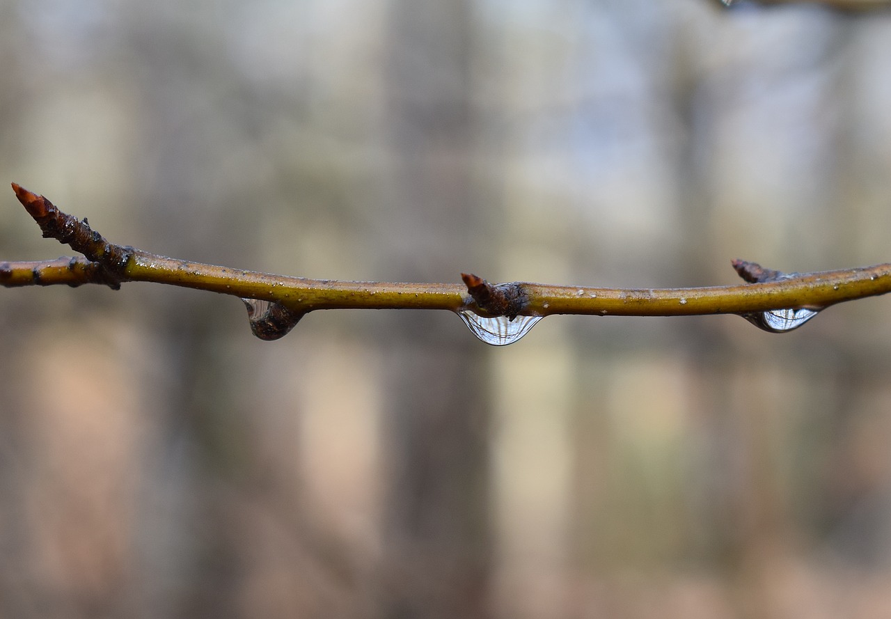 Image - raindrops on branch rain branch