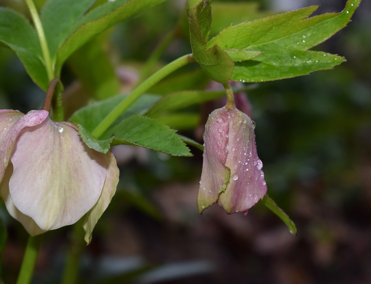 Image - pink hellebore with raindrops