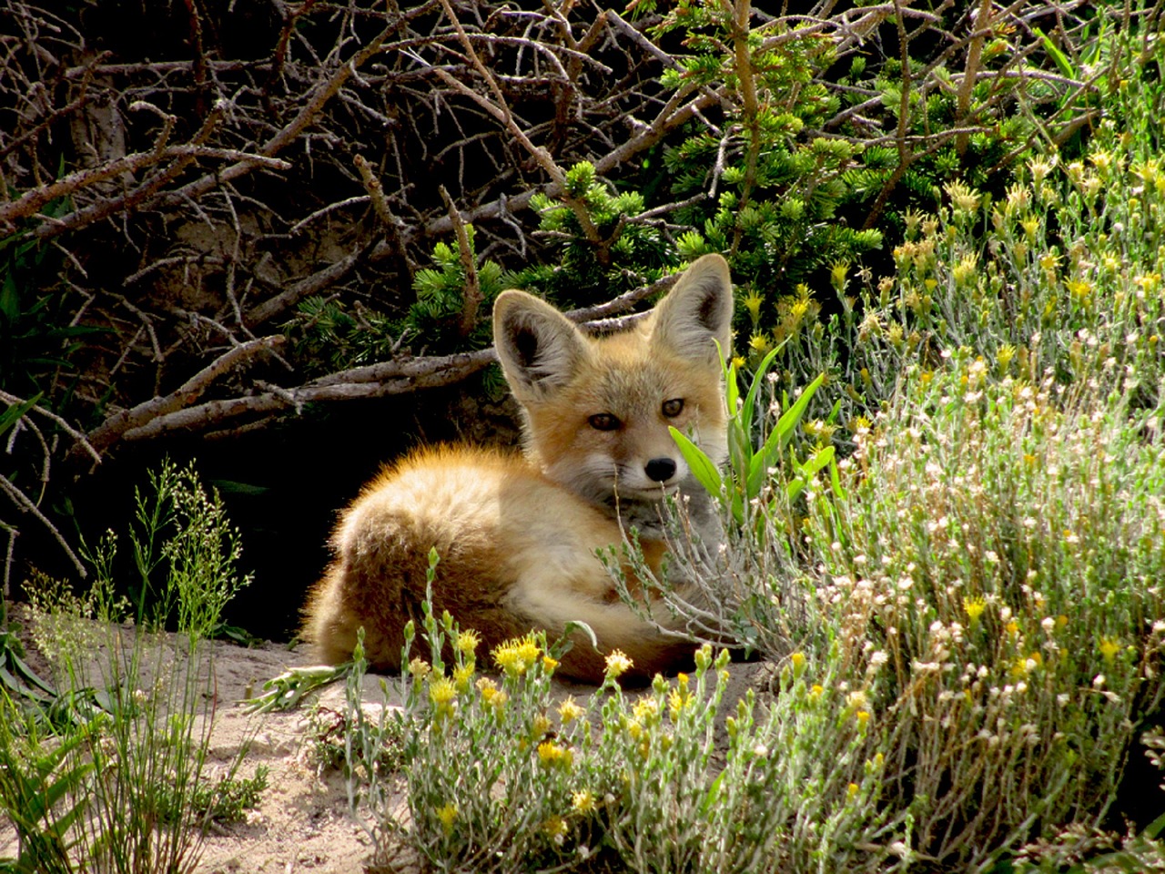 Image - red fox wildlife nature young