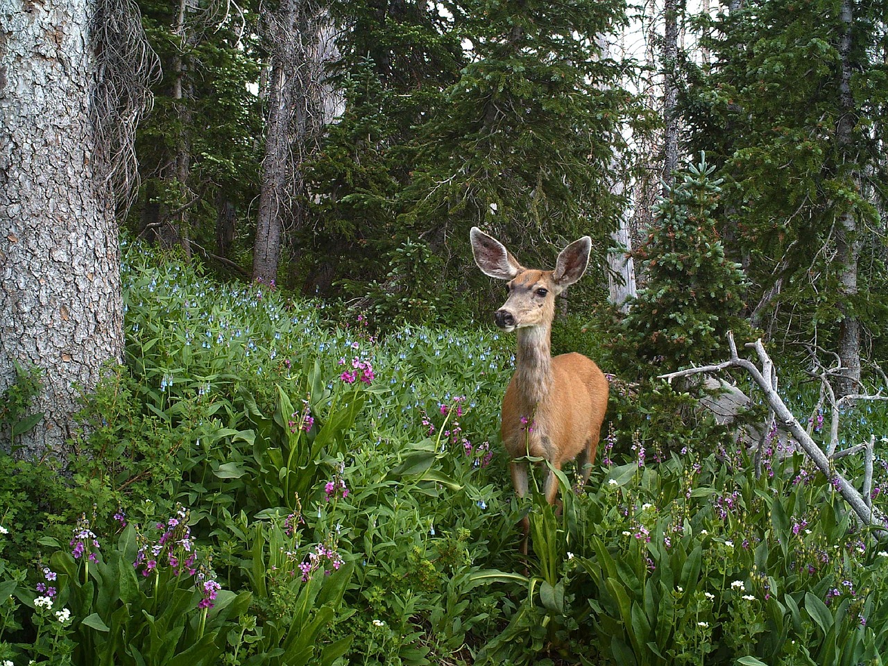 Image - mule deer doe female wildlife